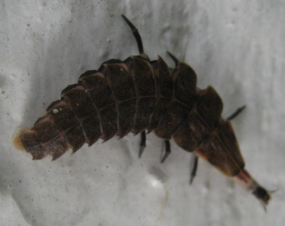 Larva